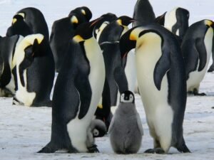 Antarctica Penguins