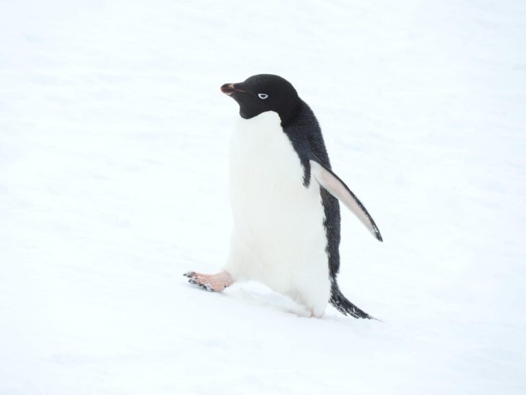 Adelie Penguin in Antarctica